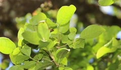 Chionanthus foveolatus