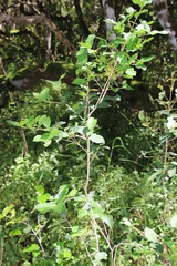 Chionanthus foveolatus