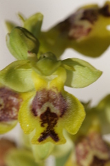 Ophrys sicula