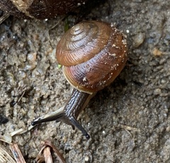 Ventridens intertextus