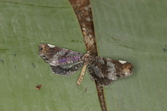 Macrosoma hyacinthina image