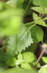 Didymodoxa capensis capensis