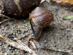 Ventridens intertextus