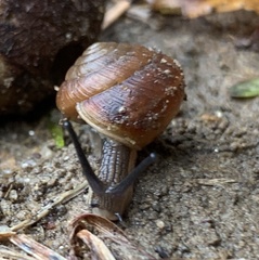 Ventridens intertextus