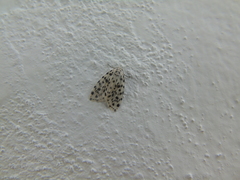 Clemensia leopardina