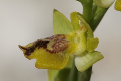 Ophrys sicula