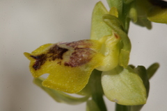 Ophrys sicula