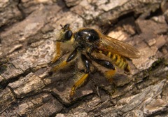Pogonosoma maroccanum
