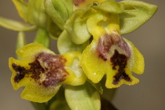 Ophrys sicula