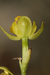Ophrys sicula
