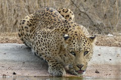 Panthera pardus fusca