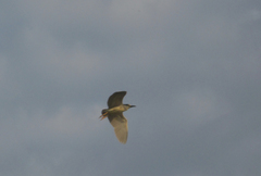Nycticorax nycticorax