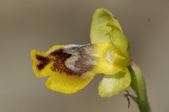 Ophrys sicula