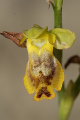 Ophrys sicula