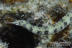 Corythoichthys intestinalis