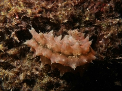 Stichopus