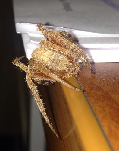 Eustala californiensis