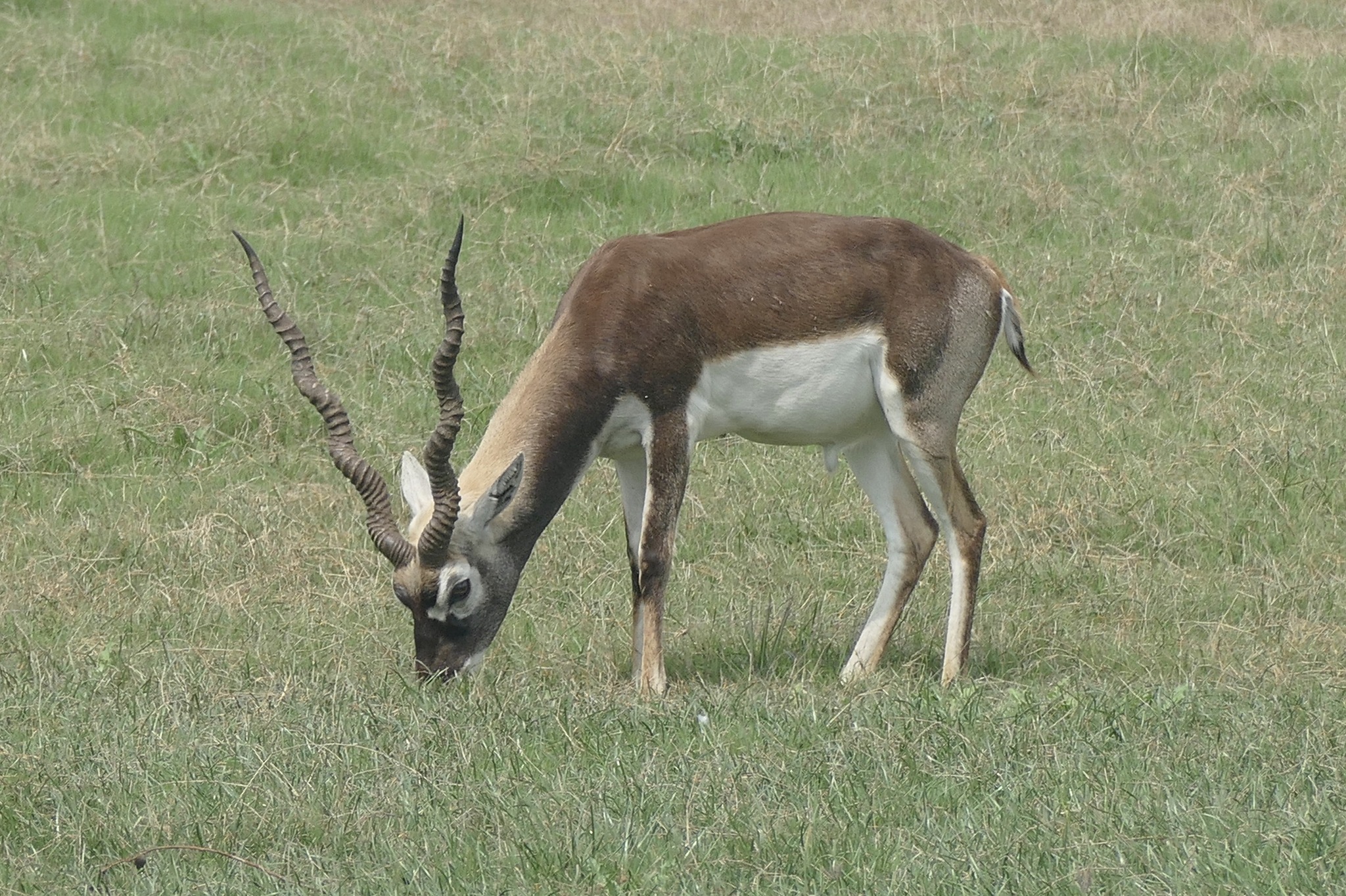 Blackbuck