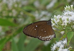 Euploea modesta