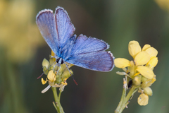 Zizeeria knysna
