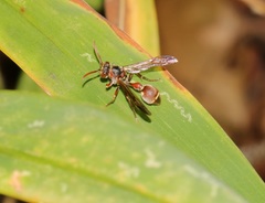 Ropalidia hongkongensis