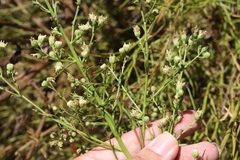 Baccharis malibuensis