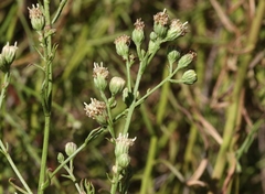 Baccharis malibuensis