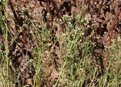 Baccharis malibuensis