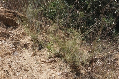 Baccharis malibuensis