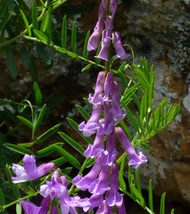 Vicia tenuifolia