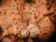 Didymium melanospermum