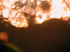 Didymium melanospermum