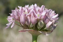 Allium nigrum