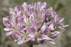 Allium nigrum
