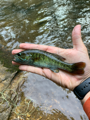 Micropterus coosae