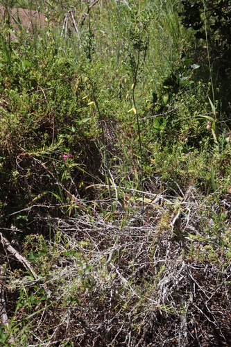 Albuca juncifolia
