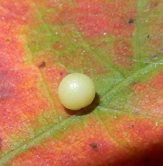 Zopheroteras