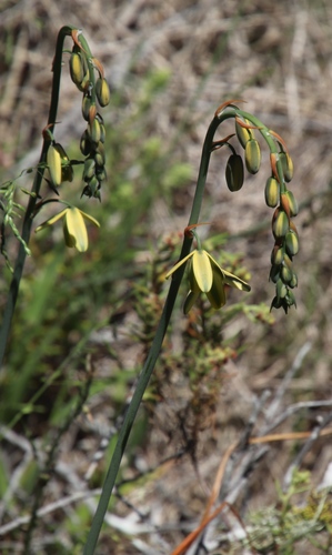 Albuca juncifolia