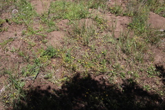 Adenogramma glomerata