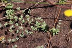 Adenogramma glomerata