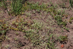 Adenogramma glomerata