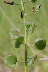 Bellevalia trifoliata