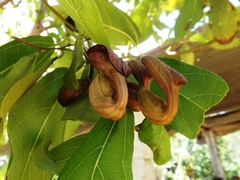 Aristolochia maxima