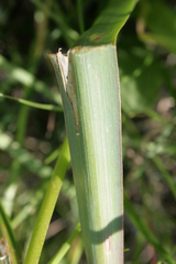 Bellevalia trifoliata