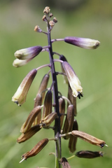 Bellevalia trifoliata