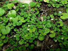 Dichondra brevifolia