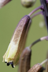 Bellevalia trifoliata