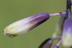Bellevalia trifoliata