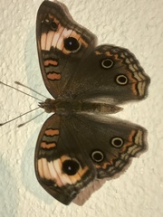 Junonia zonalis