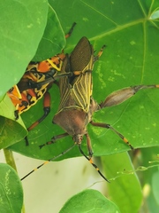 Pachylis nervosus